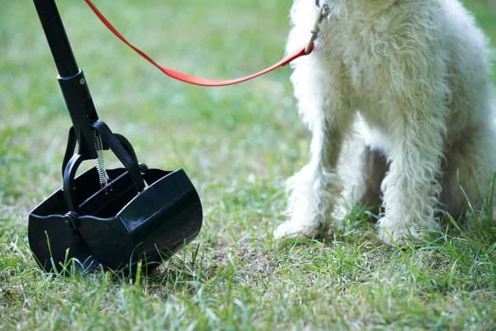 Not a single dog poo fine has been issued in Dublin in 2019