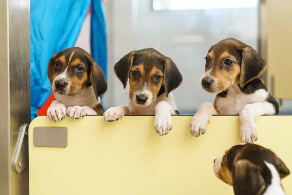 Dogs Trust announce suspension of adoptions over Christmas period