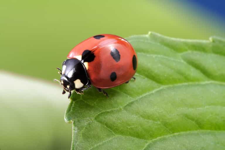 #entertainingathome: Irish Ladybirds want ladybird photos from your garden #entertainingathome: Irish Ladybirds want ladybird photos from your garden
