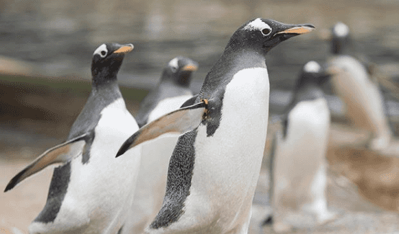 Baby penguins have hatched at Edinburgh Zoo, and Instagram really needed that news Baby penguins have hatched at Edinburgh Zoo, and Instagram really needed that news