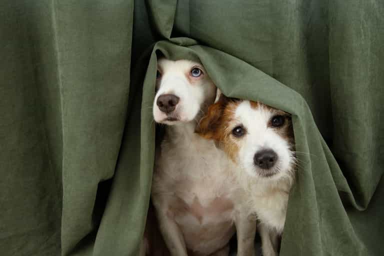 Animals and staff left “terrified” as fireworks fired near London animal hospital Animals and staff left “terrified” as fireworks fired near London animal hospital