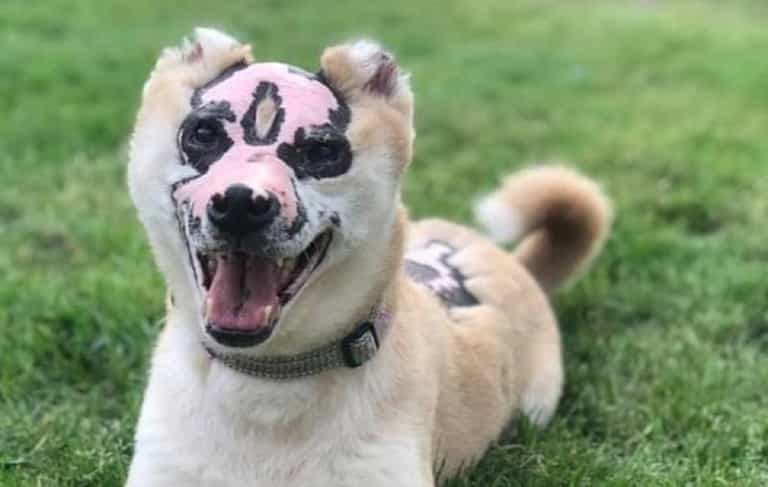 Dog badly scarred in fire becomes therapy dog for burn victims Dog badly scarred in fire becomes therapy dog for burn victims