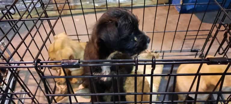 Four of 13 puppies smuggled through Dublin Port have died