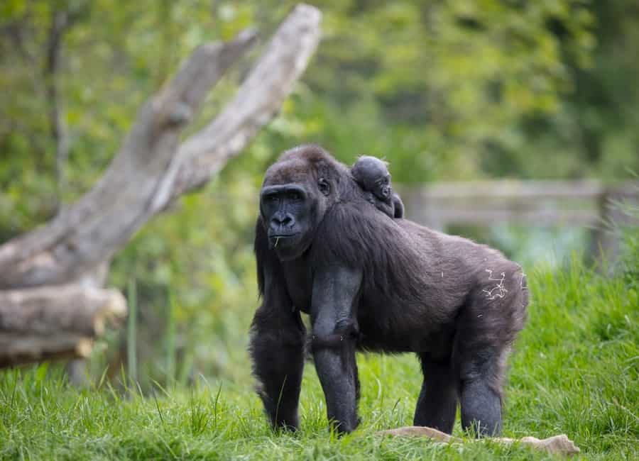 Dublin Zoo is offering all September visitors a chance to win lifetime passes