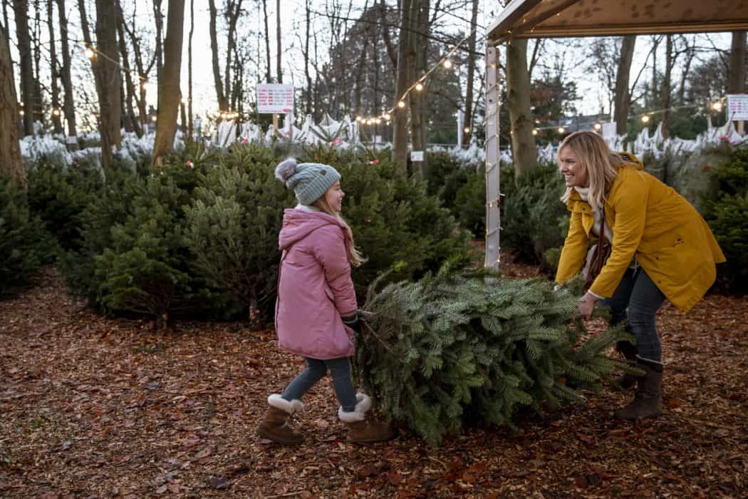 According to tradition, your Christmas tree should stay put until after THIS date
