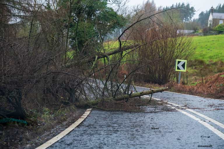 Wexford mum lucky to be alive after branch crashes through car window