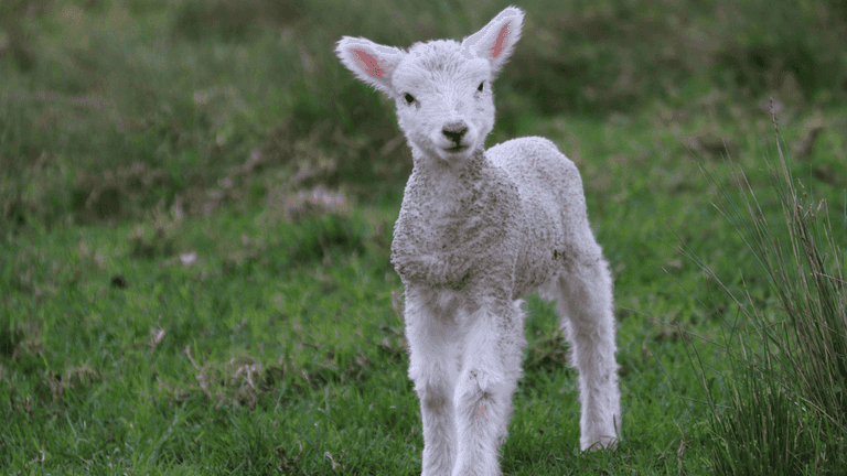 Petting zoo causes major Cryptosporidium outbreak