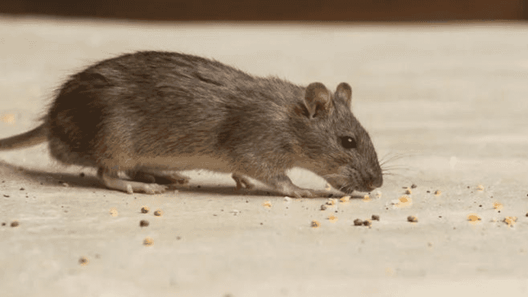 ‘Widespread rodent infestation’ discovered at Dublin creche ‘Widespread rodent infestation’ discovered at Dublin creche