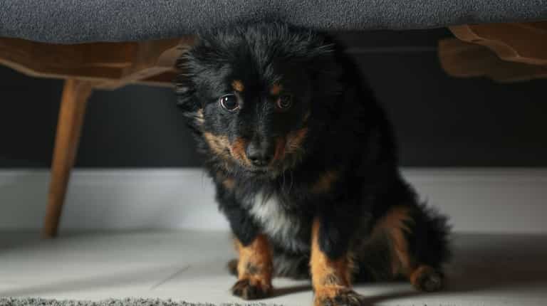 Dog owners praise ‘amazing’ device that keeps pets calm during fireworks