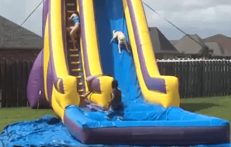 WATCH: Dog is WAY too excited to queue for the waterslide