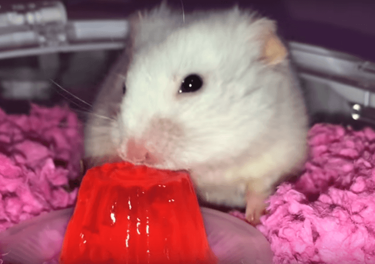 WATCH: Adorable hamsters love going to Hamster Playschool
