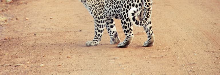 WATCH: Leopard Roams School Corridors
