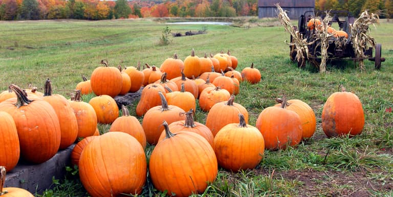 10 brilliant ideas for painted pumpkins that the kids will just LOVE