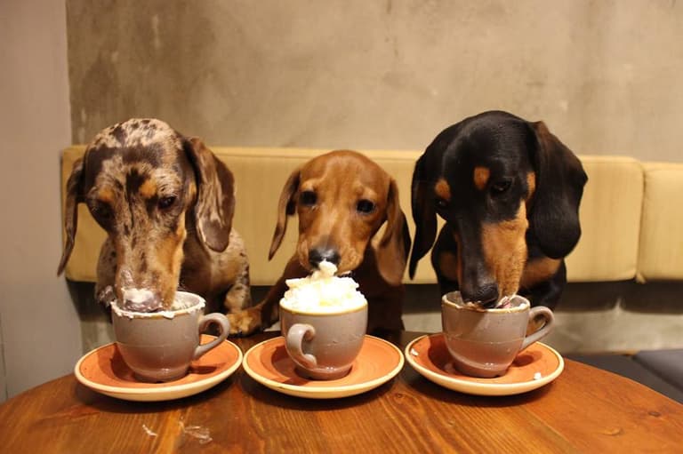 The world’s first dachshund café opens next month and we’re booking tickets now The world’s first dachshund café opens next month and we’re booking tickets now