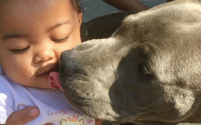 Dog drags baby by her nappy to save her from house fire