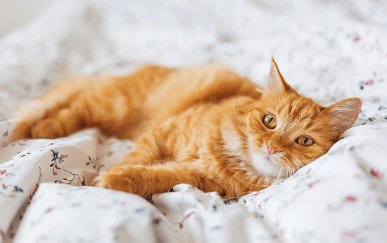 ISPCA need help in finding 44 cats and kittens forever homes ISPCA need help in finding 44 cats and kittens forever homes