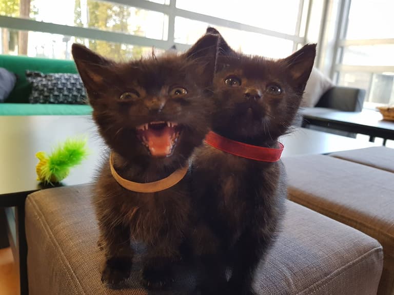 Dublin’s cat café has announced that it is closing next month