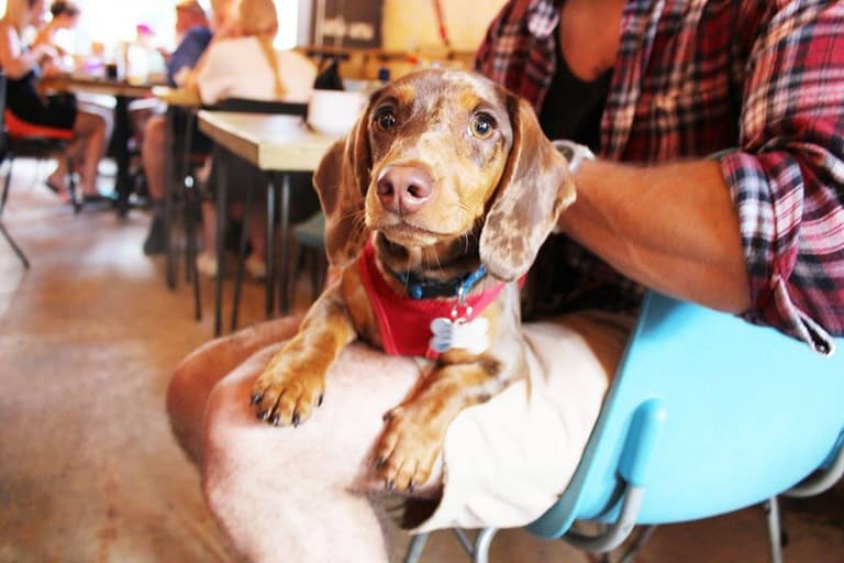 Cork is getting its very first DOG cafe and it looks like an absolute dream spot Cork is getting its very first DOG cafe and it looks like an absolute dream spot