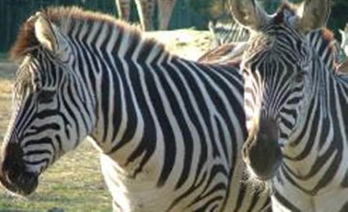 Zoo denies painting donkey black and white to pass it off as a zebra