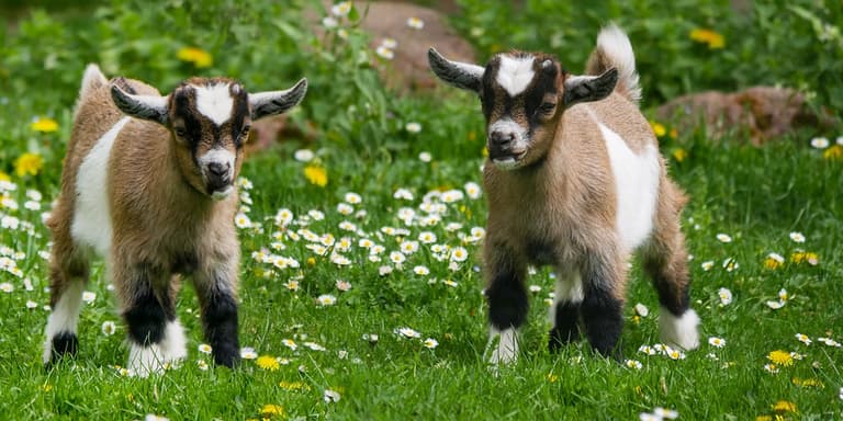 DSPCA are running amazing one day mid-term Kids Camp this February