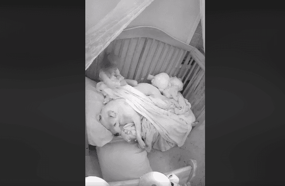 This little girl tucking her frightened dog into her bed is the sweetest thing