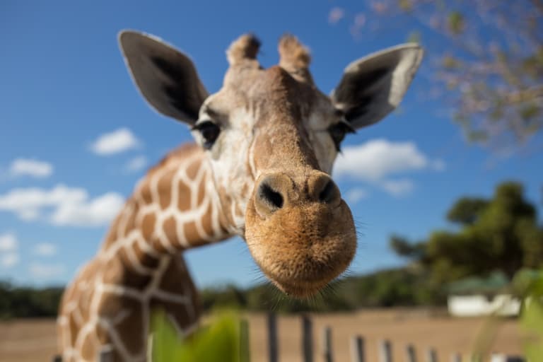 Baby giraffe named ‘Margaret’ in honour of first woman to receive Covid vaccine Baby giraffe named ‘Margaret’ in honour of first woman to receive Covid vaccine