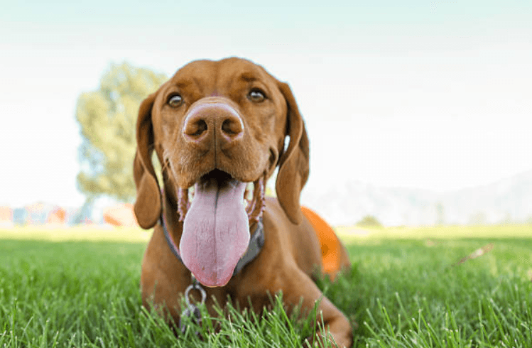 Dog owners warned about effects of Xylitol after one dog passes away