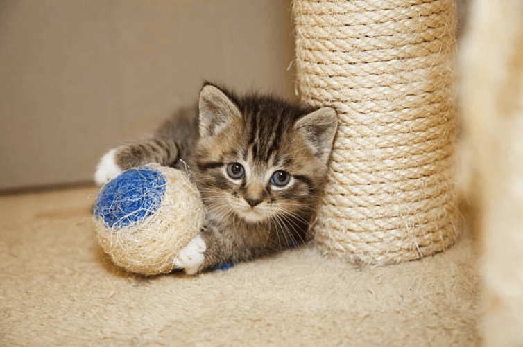 Little kitten born with a rare condition now able to walk again thanks to 3D printed leg