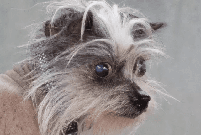 People won’t adopt this dog because she’s ‘ugly’, and we’re bawling