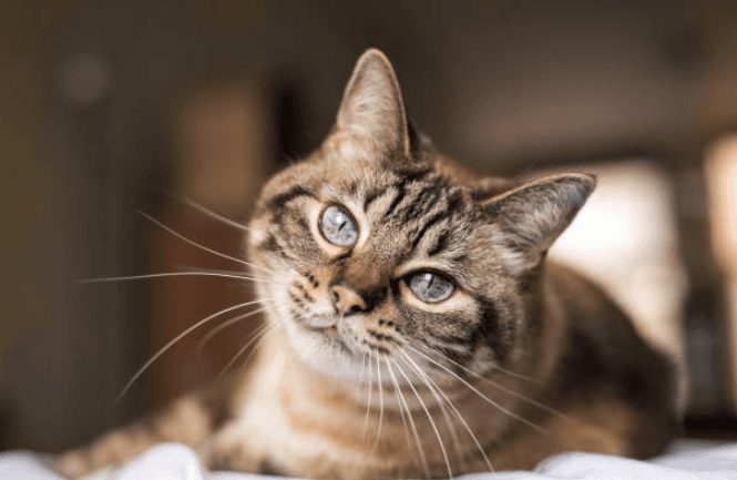 Research finds that if you own a cat, it will start to mimic your actions
