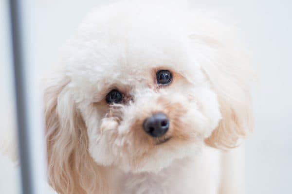 Fur real: Some tips on keeping your precious doggo safe in this heatwave Fur real: Some tips on keeping your precious doggo safe in this heatwave