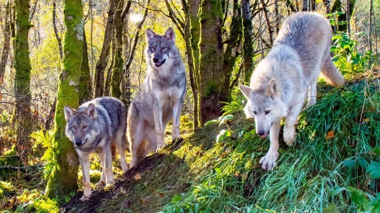 Bears, wolves, lynx and wild boars – thrill the kids with a visit to Wild Ireland in Donegal Bears, wolves, lynx and wild boars – thrill the kids with a visit to Wild Ireland in Donegal