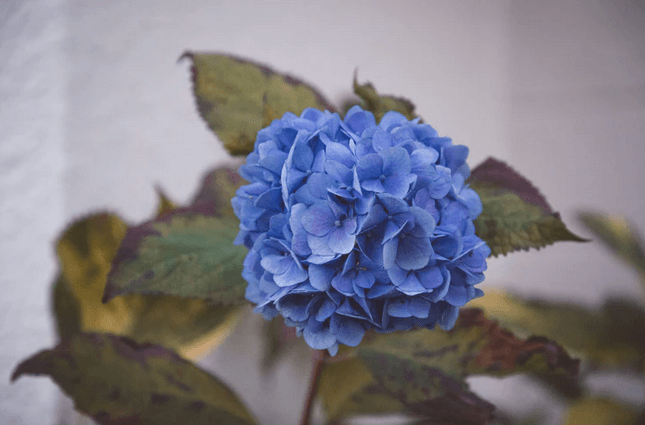 Life hack: How to fix wilting hydrangeas and get another week out of your flowers Life hack: How to fix wilting hydrangeas and get another week out of your flowers