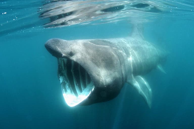 ‘Like a scene from jaws’ – Video of sharks in popular Irish beach goes viral ‘Like a scene from jaws’ – Video of sharks in popular Irish beach goes viral