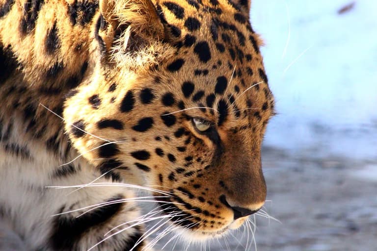 Mother chases and fights off leopard to save her six-year-old son