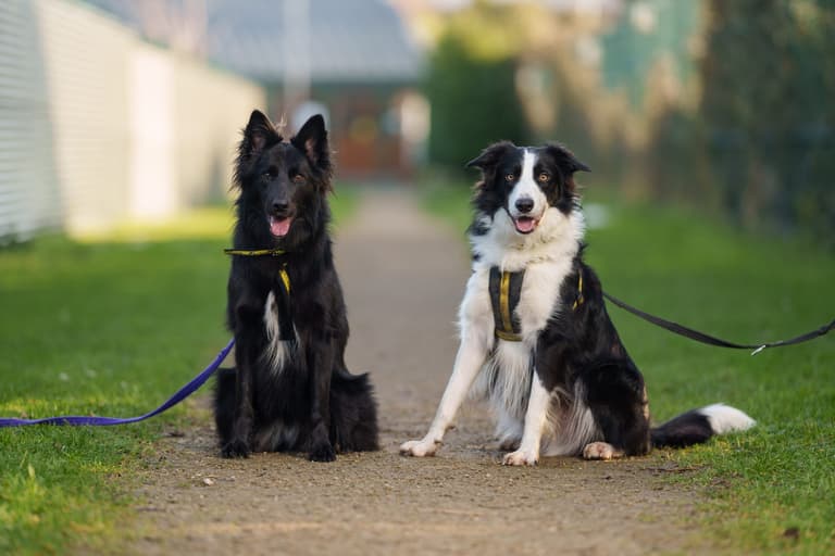 Dogs Trust appeal for two “in love” dogs to be adopted together Dogs Trust appeal for two “in love” dogs to be adopted together