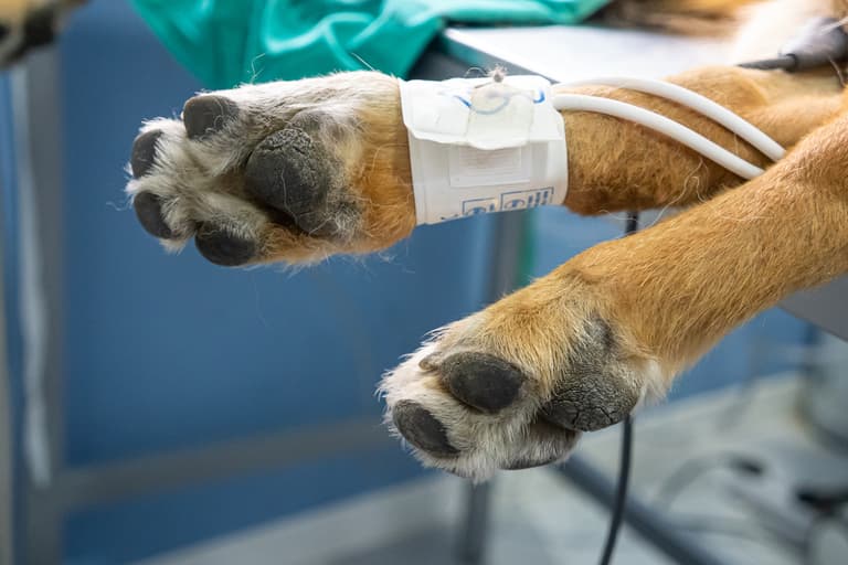 Gardaí investigating after “gruesome” discovery of decapitated dog in Dublin Gardaí investigating after “gruesome” discovery of decapitated dog in Dublin