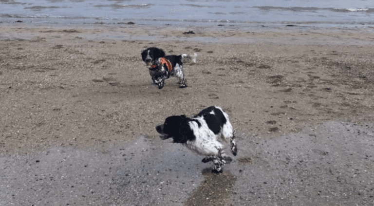 Long-lost dog siblings accidentally reunite on Kerry beach on Christmas Day Long-lost dog siblings accidentally reunite on Kerry beach on Christmas Day
