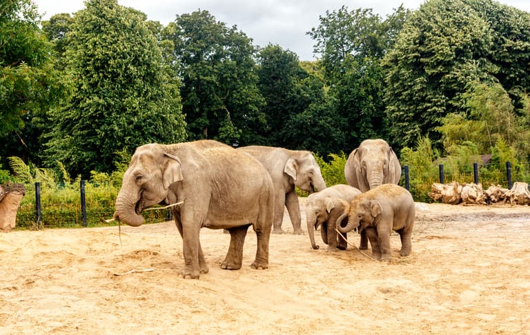 Dublin Zoo will be closed this week due to President Biden’s visit