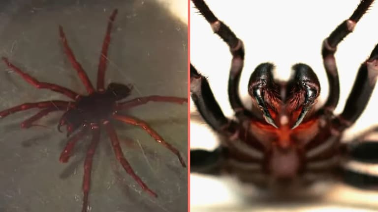 Highly dangerous new species of spider has been found Highly dangerous new species of spider has been found