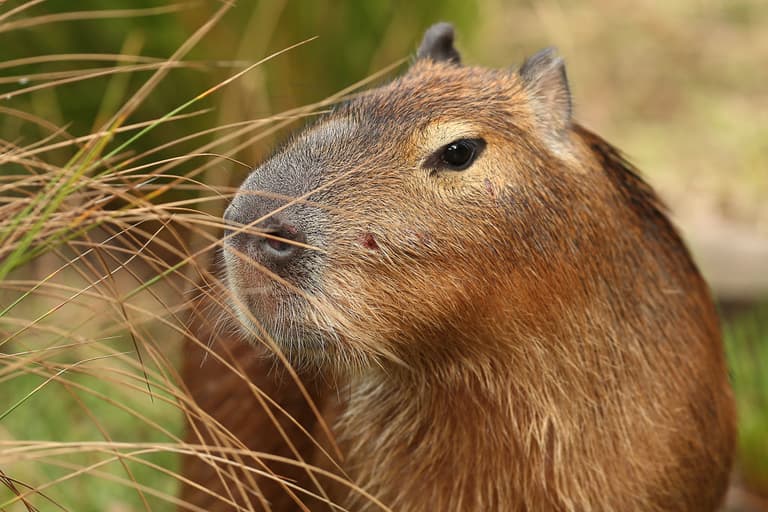 Animal lovers ecstatic over capybara cafe due to open this year Animal lovers ecstatic over capybara cafe due to open this year