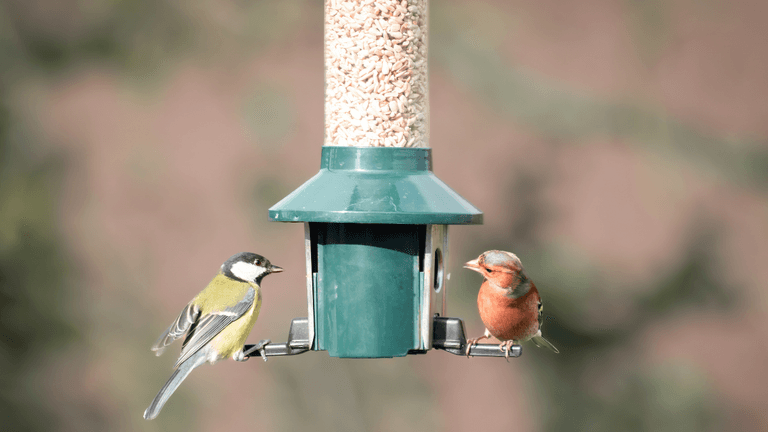 Irish households urged to stop feeding birds this summer
