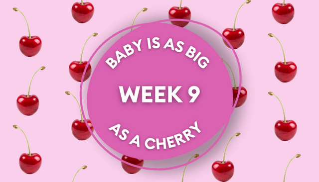 Your baby at 9 weeks pregnant: Week-by-week guide to development Your baby at 9 weeks pregnant: Week-by-week guide to development