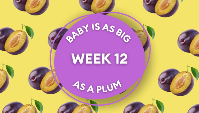 Your baby at 12 weeks pregnant: Week-by-week guide to development Your baby at 12 weeks pregnant: Week-by-week guide to development