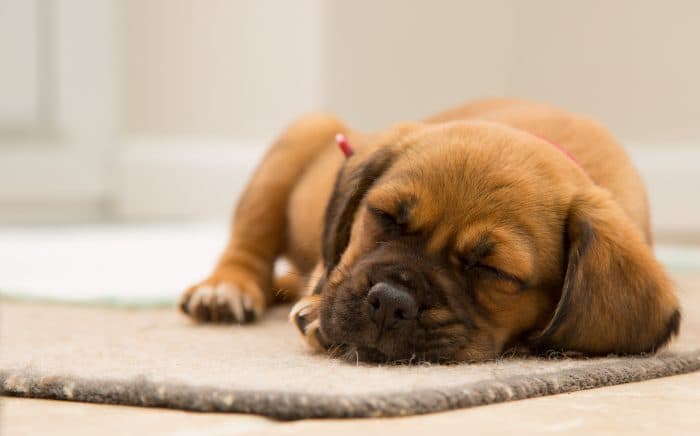 What our dogs dream about is probably the cutest thing you’ll read today