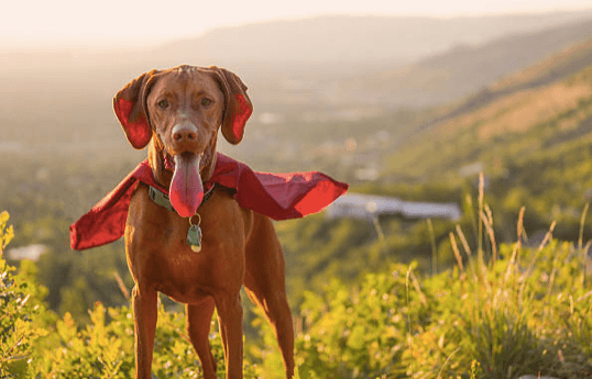 Newly adopted dog hailed a hero after saving 6-year-old boy from drowning