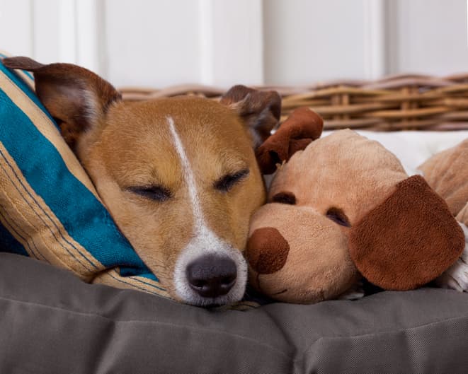 Research could now show that dogs form emotional attachment to toys, just like children Research could now show that dogs form emotional attachment to toys, just like children