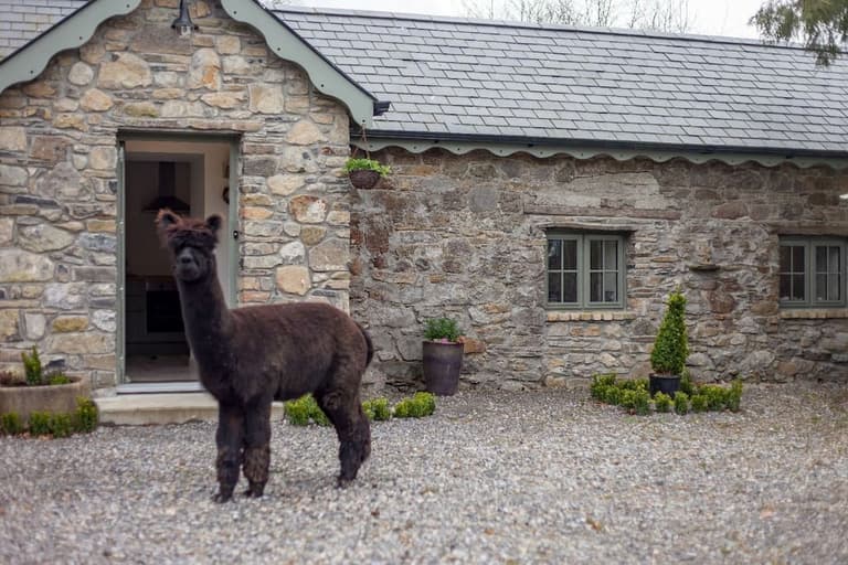 This alpaca farm in Laois is available to rent on Airbnb and it is too cute This alpaca farm in Laois is available to rent on Airbnb and it is too cute