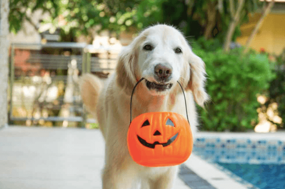 We asked an expert how to ensure our cats and dogs aren’t spooked, this Halloween We asked an expert how to ensure our cats and dogs aren’t spooked, this Halloween