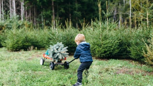 The ugly truth behind your plastic Christmas tree might make you swap it for a real one this year The ugly truth behind your plastic Christmas tree might make you swap it for a real one this year